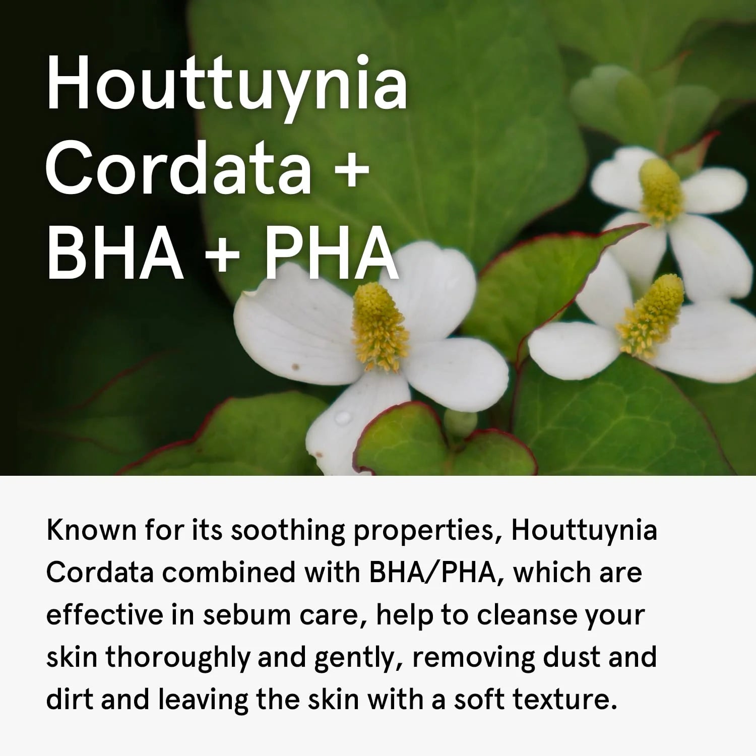 Houttuynia Cordata Clarifying Facial Cleanser